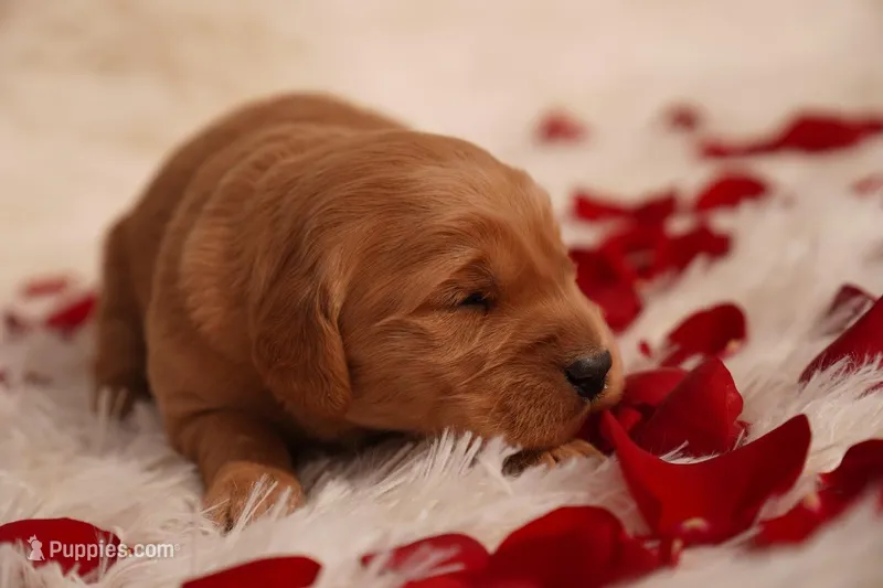 Tom -AKC, Genetically Clear