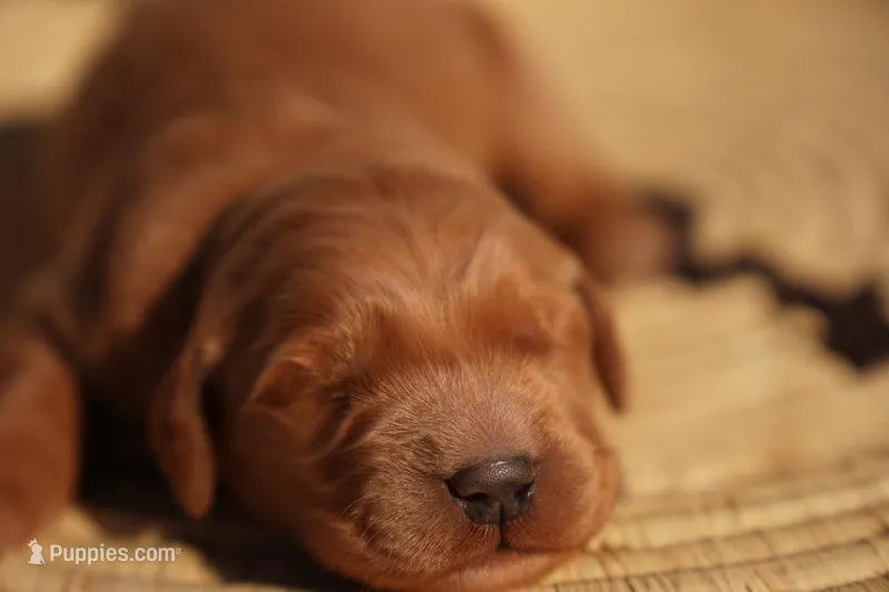 Tom -AKC, Genetically Clear