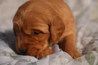 Tom -AKC, Genetically Clear, a male Golden Retriever for sale in Los Angeles, CA – Photo 5 of 9