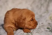 Tom -AKC, Genetically Clear, a male Golden Retriever for sale in Los Angeles, CA – Photo 2 of 9