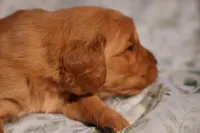 Tom -AKC, Genetically Clear, a male Golden Retriever for sale in Los Angeles, CA – Photo 3 of 9