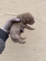 May - AKC, Genetically Clear, a female Golden Retriever for sale in Los Angeles, CA – Photo 2 of 6