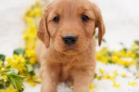 May - AKC, Genetically Clear, a female Golden Retriever for sale in Los Angeles, CA – Photo 5 of 9