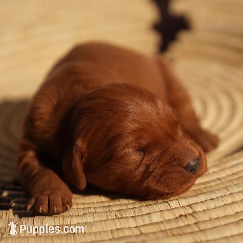 May - AKC, Genetically Clear