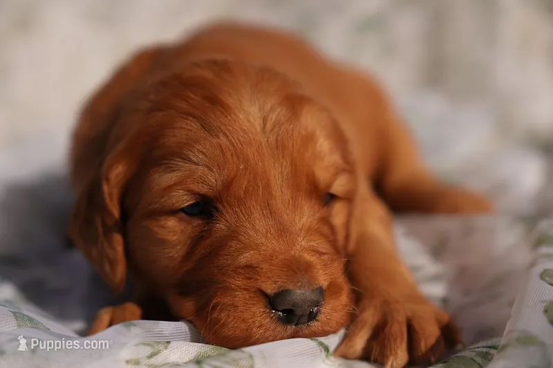 May - AKC, Genetically Clear – Golden Retriever puppy for sale in Los Angeles, CA
