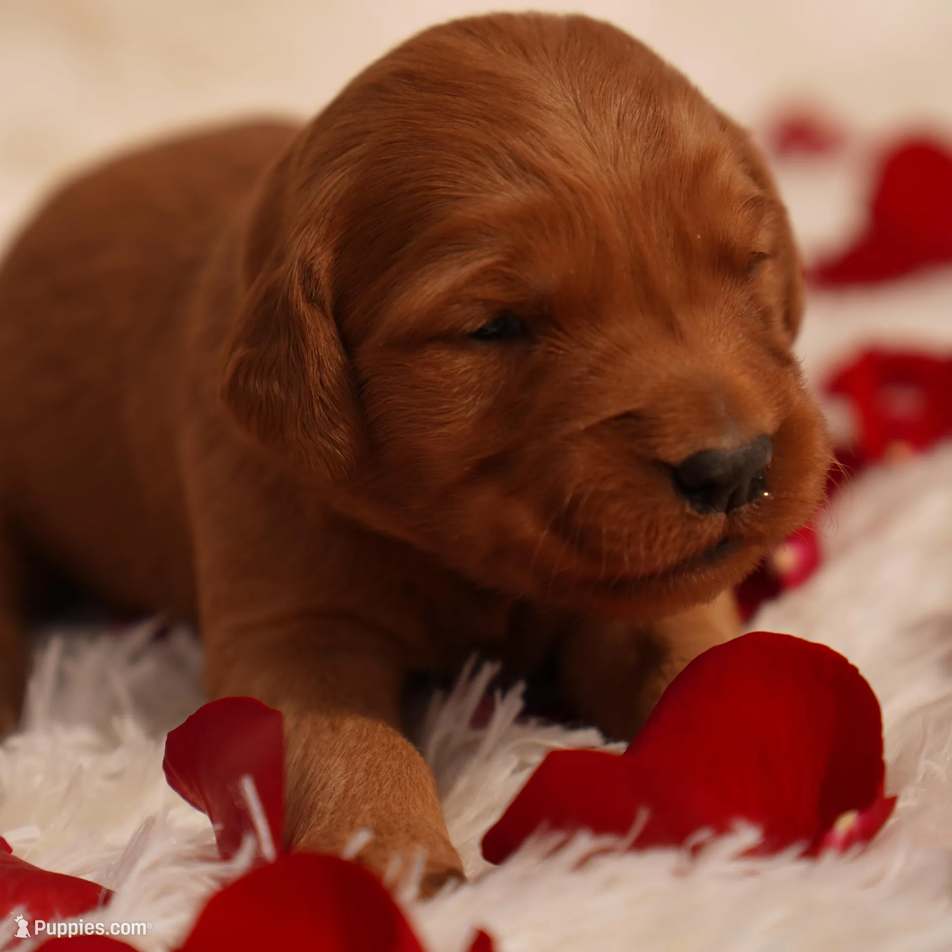 May - AKC, Genetically Clear