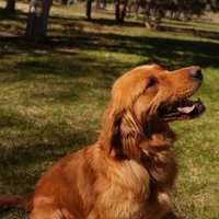 May - AKC, Genetically Clear, a female Golden Retriever for sale in Los Angeles, CA – Photo 7 of 9