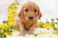 May - AKC, Genetically Clear, a female Golden Retriever for sale in Los Angeles, CA – Photo 2 of 9