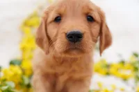 May - AKC, Genetically Clear, a female Golden Retriever for sale in Los Angeles, CA – Photo 1 of 9