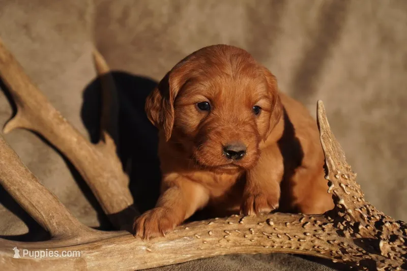May - AKC, Genetically Clear – Golden Retriever puppy for sale in Los Angeles, CA