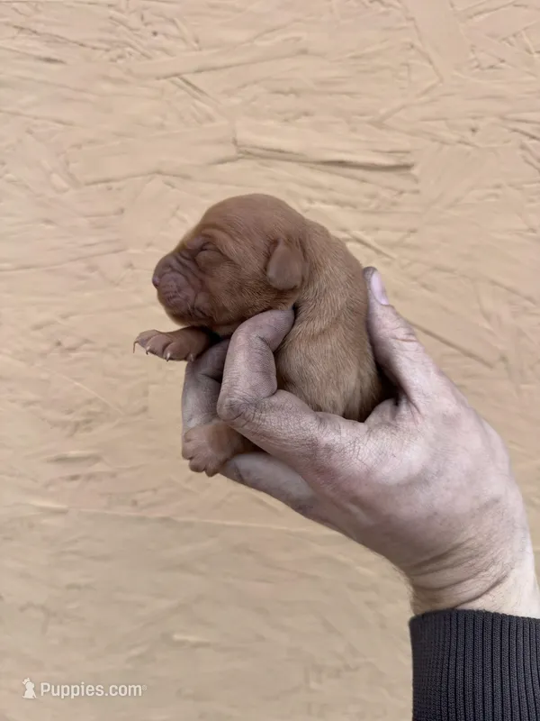 May - AKC, Genetically Clear