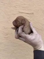May - AKC, Genetically Clear, a female Golden Retriever for sale in Los Angeles, CA – Photo 1 of 6