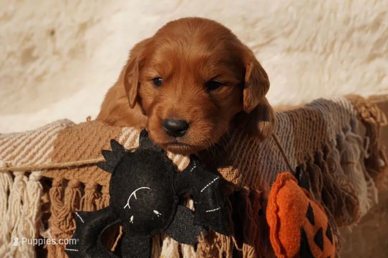 Oli - AKC, Genetically Clear – Golden Retriever puppy for sale in Los Angeles, CA