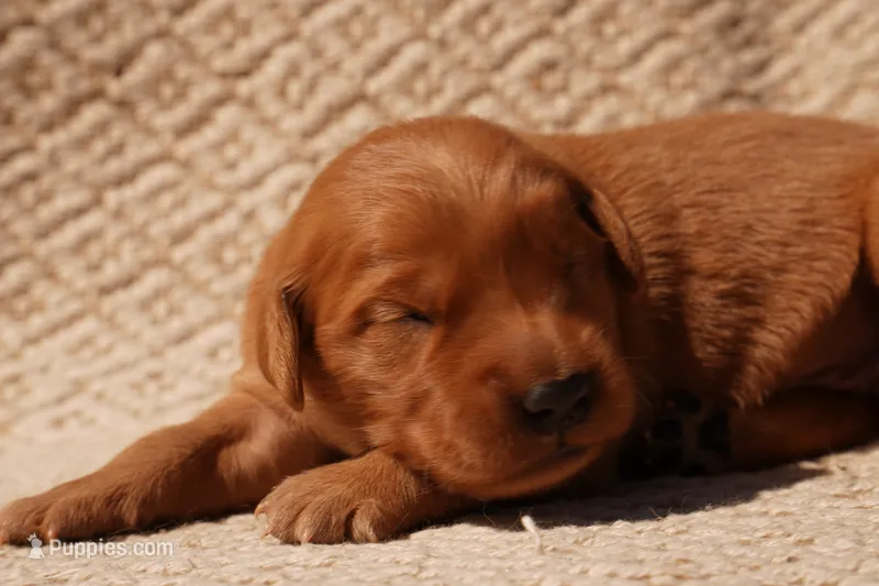 Oli - AKC, Genetically Clear – Golden Retriever puppy for sale in Los Angeles, CA