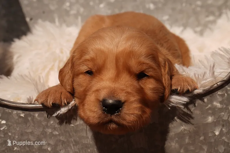 Liz - AKC, Genetically Clear – Golden Retriever puppy for sale in Los Angeles, CA
