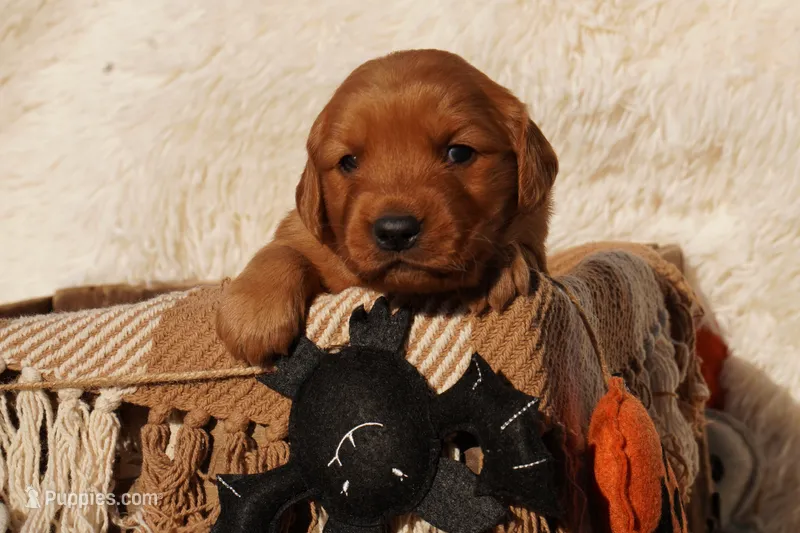 Daisy - AKC, Genetically Clear – Golden Retriever puppy for sale in Los Angeles, CA