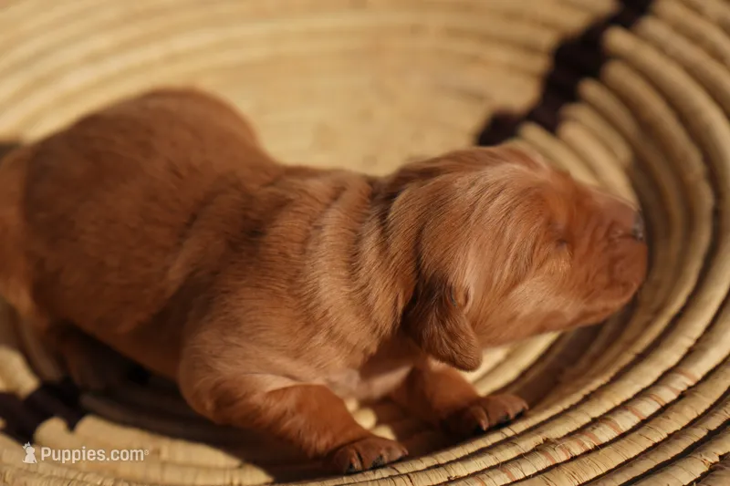 Ben - AKC, Genetically Clear – Golden Retriever puppy for sale in Los Angeles, CA