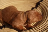Ben - AKC, Genetically Clear, a male Golden Retriever for sale in Los Angeles, CA – 1 of 5