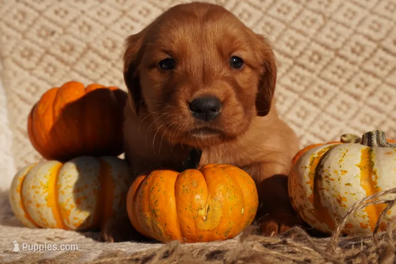 Missy - AKC, Genetically Clear – Golden Retriever puppy for sale in Los Angeles, CA