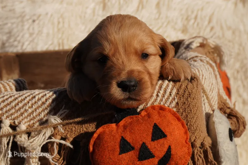 Indi - AKC, Genetically Clear – Golden Retriever puppy for sale in Los Angeles, CA