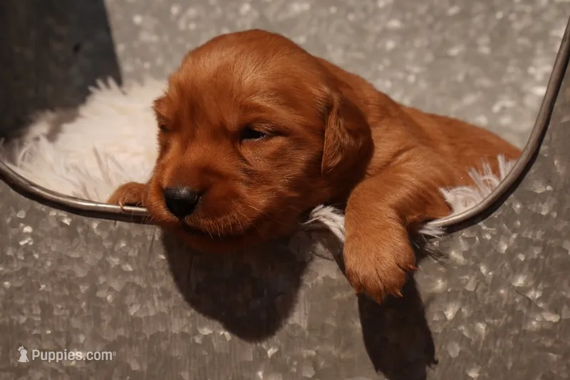 Missy - AKC, Genetically Clear – Golden Retriever puppy for sale in Los Angeles, CA