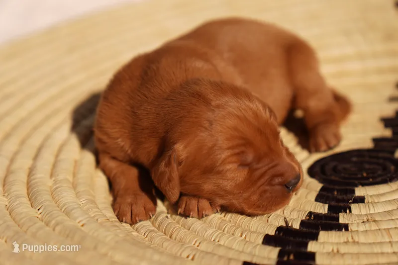 Rex - AKC, Genetically Clear – Golden Retriever puppy for sale in Los Angeles, CA