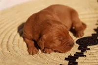Rex - AKC, Genetically Clear, a male Golden Retriever for sale in Los Angeles, CA – 1 of 5