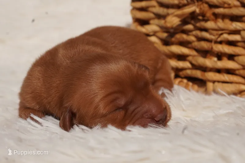 Missy - AKC, Genetically Clear – Golden Retriever puppy for sale in Los Angeles, CA