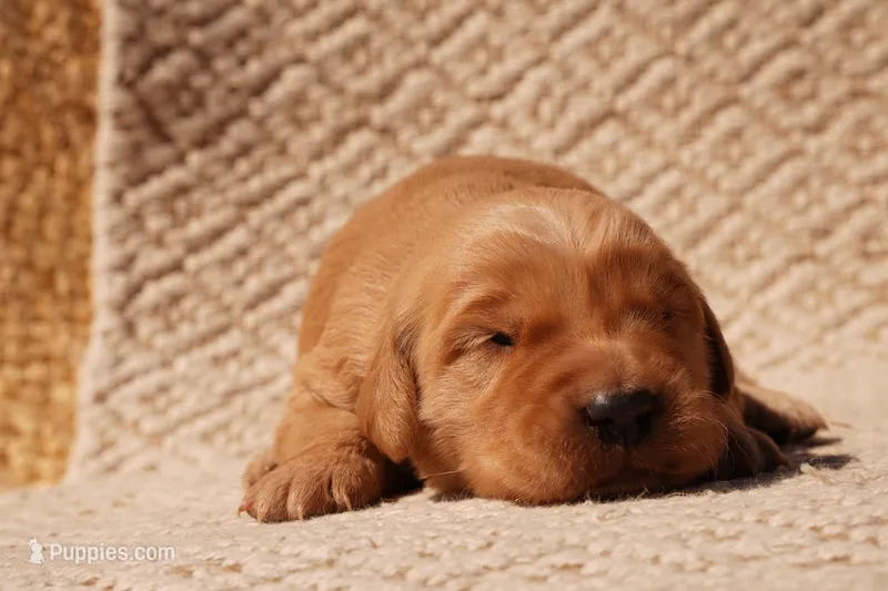 Liz - AKC, Genetically Clear – Golden Retriever puppy for sale in Los Angeles, CA