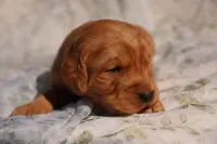 Roy -AKC, Genetically Clear, a male Golden Retriever for sale in Los Angeles, CA – Photo 4 of 8