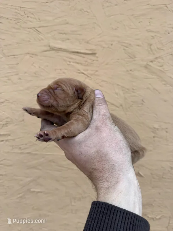 Roy -AKC, Genetically Clear