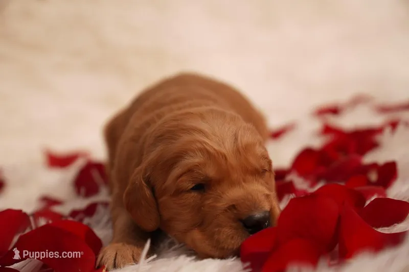 Roy -AKC, Genetically Clear