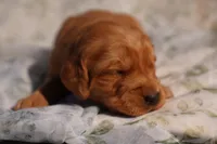 Roy -AKC, Genetically Clear, a male Golden Retriever for sale in Los Angeles, CA – Photo 2 of 8