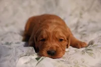 Roy -AKC, Genetically Clear, a male Golden Retriever for sale in Los Angeles, CA – Photo 1 of 8