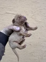 Roy -AKC, Genetically Clear, a male Golden Retriever for sale in Los Angeles, CA – Photo 2 of 6