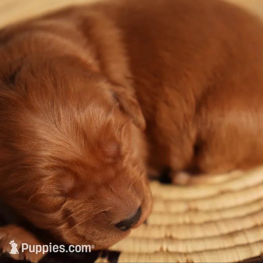 Roy -AKC, Genetically Clear