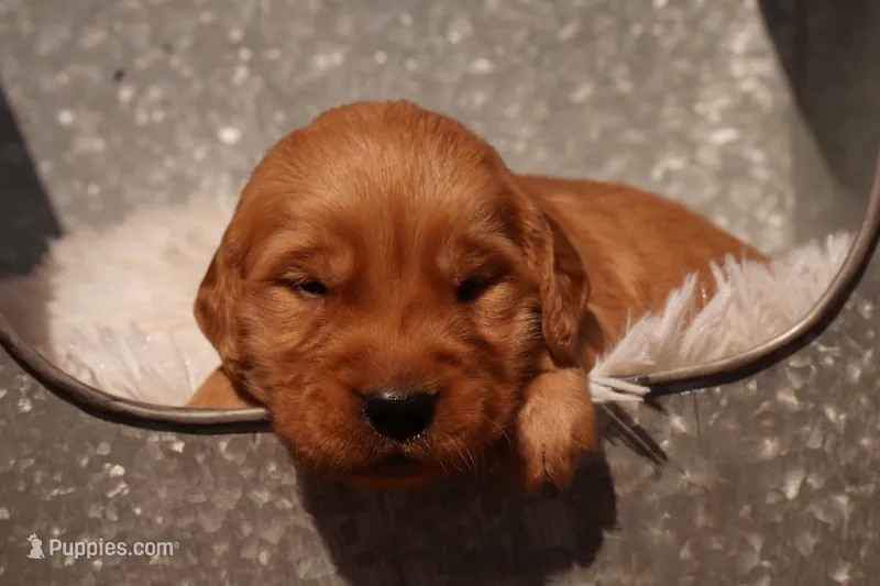 Rex - AKC, Genetically Clear – Golden Retriever puppy for sale in Los Angeles, CA