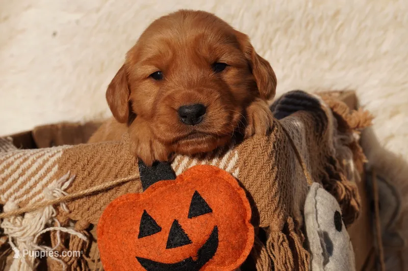 Max - AKC, Genetically Clear – Golden Retriever puppy for sale in Los Angeles, CA