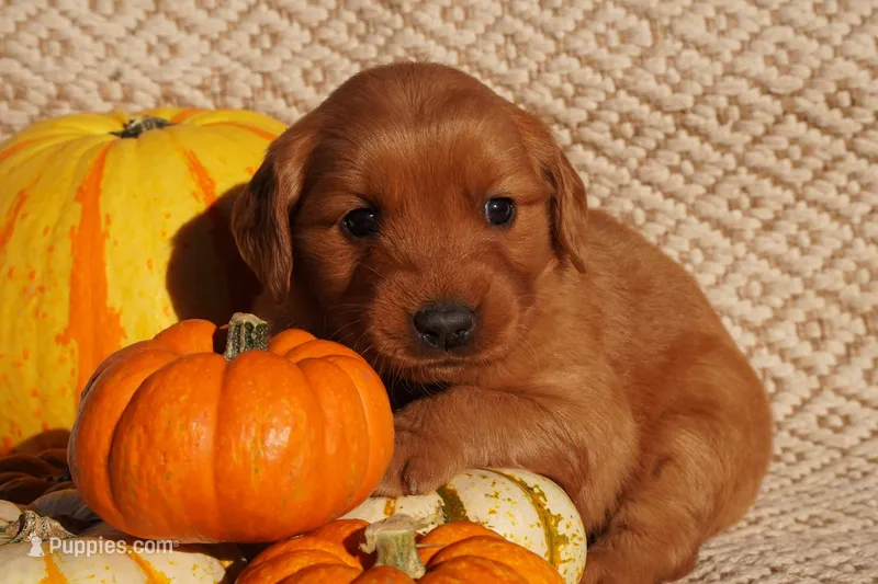 Daisy - AKC, Genetically Clear – Golden Retriever puppy for sale in Los Angeles, CA