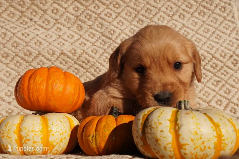 Indi - AKC, Genetically Clear – Golden Retriever puppy for sale in Los Angeles, CA