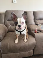 Pierre, a male French Bulldog for sale in Crane, MO – 2 of 4