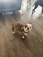 Pierre, a male French Bulldog for sale in Crane, MO – 3 of 4