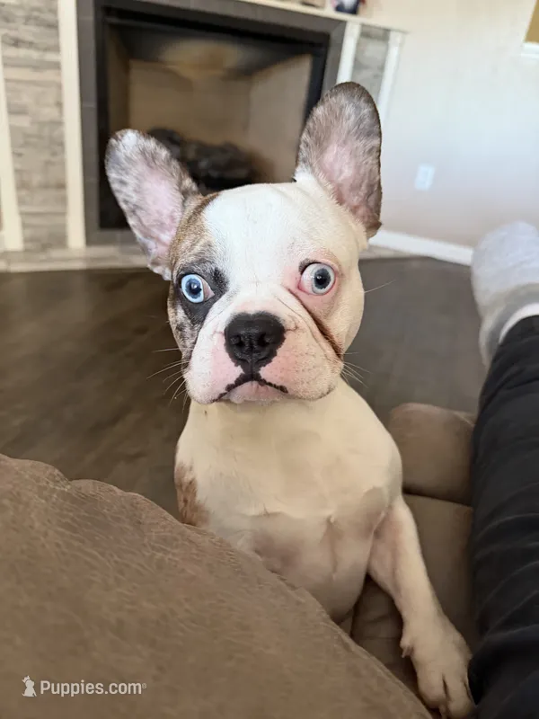 Pierre – French Bulldog puppy for sale in Crane, MO