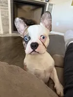 Pierre, a male French Bulldog for sale in Crane, MO – 1 of 4