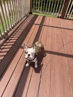 Pierre, a male French Bulldog for sale in Crane, MO – 4 of 4