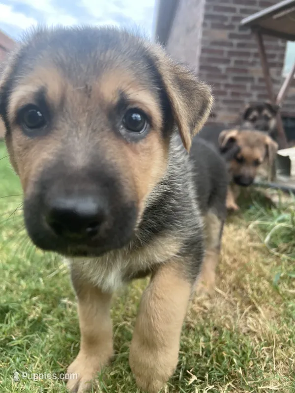 Blue – German Shepherd Dog puppy for sale in Rogers, AR