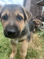 Blue, a male German Shepherd Dog for sale in Rogers, AR – 1 of 4