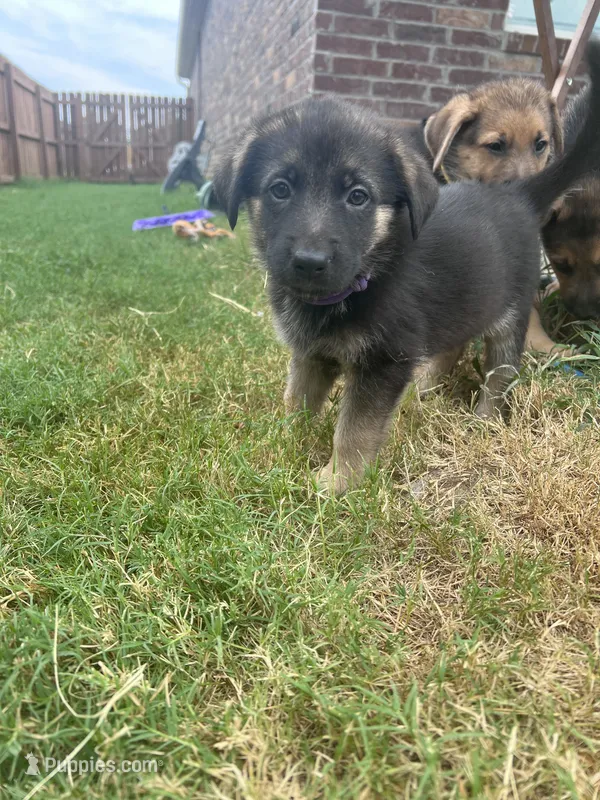 Purple – German Shepherd Dog puppy for sale in Rogers, AR