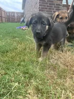 Purple, a female German Shepherd Dog for sale in Rogers, AR – 1 of 2