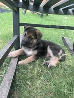 Pink, a female German Shepherd Dog for sale in Rogers, AR – 3 of 4